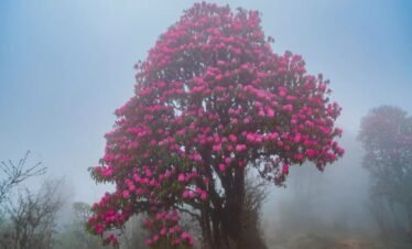 3N4D BARSEY RHODODENDRON TREK